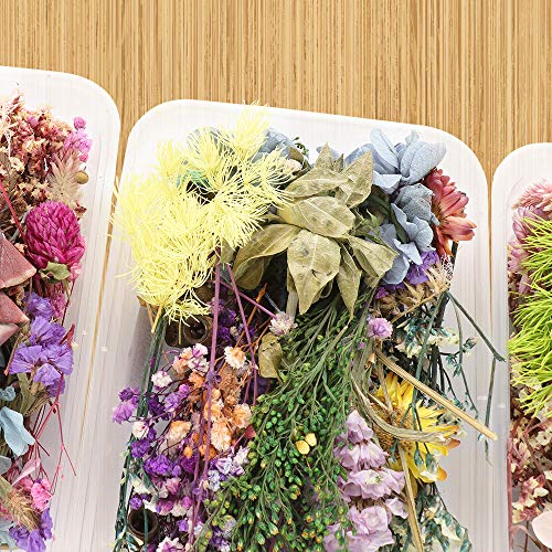Gonetre Kit de Flores Secas para Manualidades miniatura 3