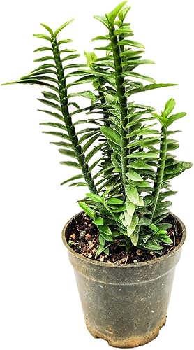 Miniatura 2 de Devil's Backbone - Planta viva en maceta de 2 pulgadas - Pedilanthus Tithymaloides - Suculenta de cactus rara de Florida