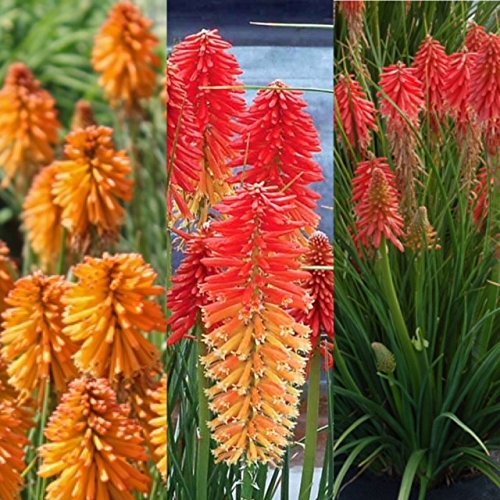 3 x Kniphofia Red Hot Poker Plants Vars Like Papaya Popsicle - Pineapple Popsicle - Lemon - Rare Varietys in 9cm Pots