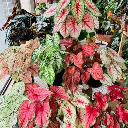 2 Caladium Plants Live, 4 to 6 Inc Tall, Caladium Flower Plants Garden