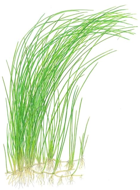 Foto 3 de 3 de Tropica Eleocharis sp Nr.132D - Planta acuática para acuario