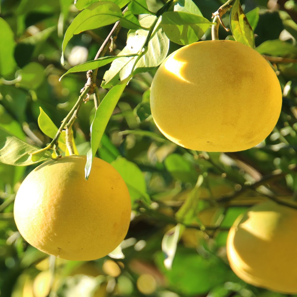 Amazon.co.jp: 土佐の旨味市場 文旦 土佐文旦 家庭用 L～4L 混合 17