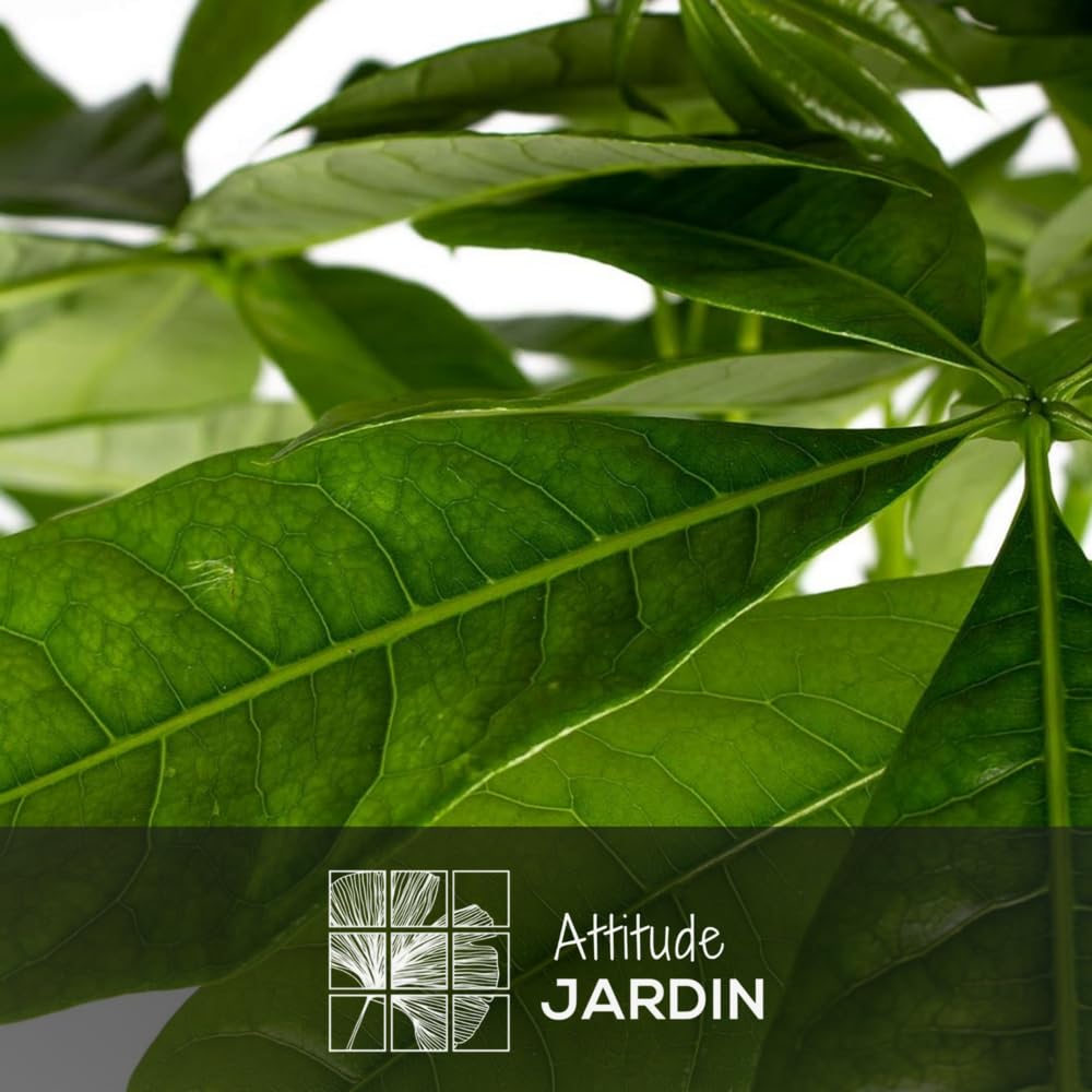 Attitude Jardin - Pachira aquatica - plante d'intérieur - peu d'entretien - 100-110 cm - ⌀ 21 cm - money tree