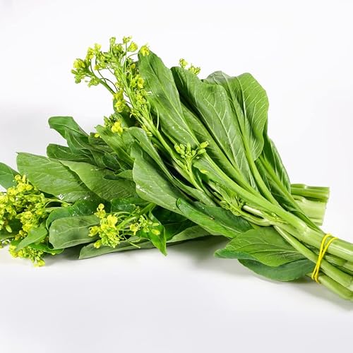 300 Seeds Asian Yu Choy Choi Sum Hoy Sum Chinese Cabbage Planting Ornaments Perennial Garden Simple to Grow Pot Gifts