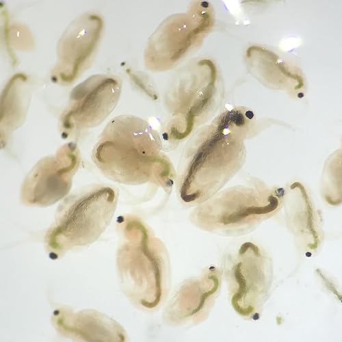 GreenWaterFarm Moina Macrocopa Eggs (Water Flea) Live Fish Food for Hatching and Culture Suitable for Feed Betta Fish