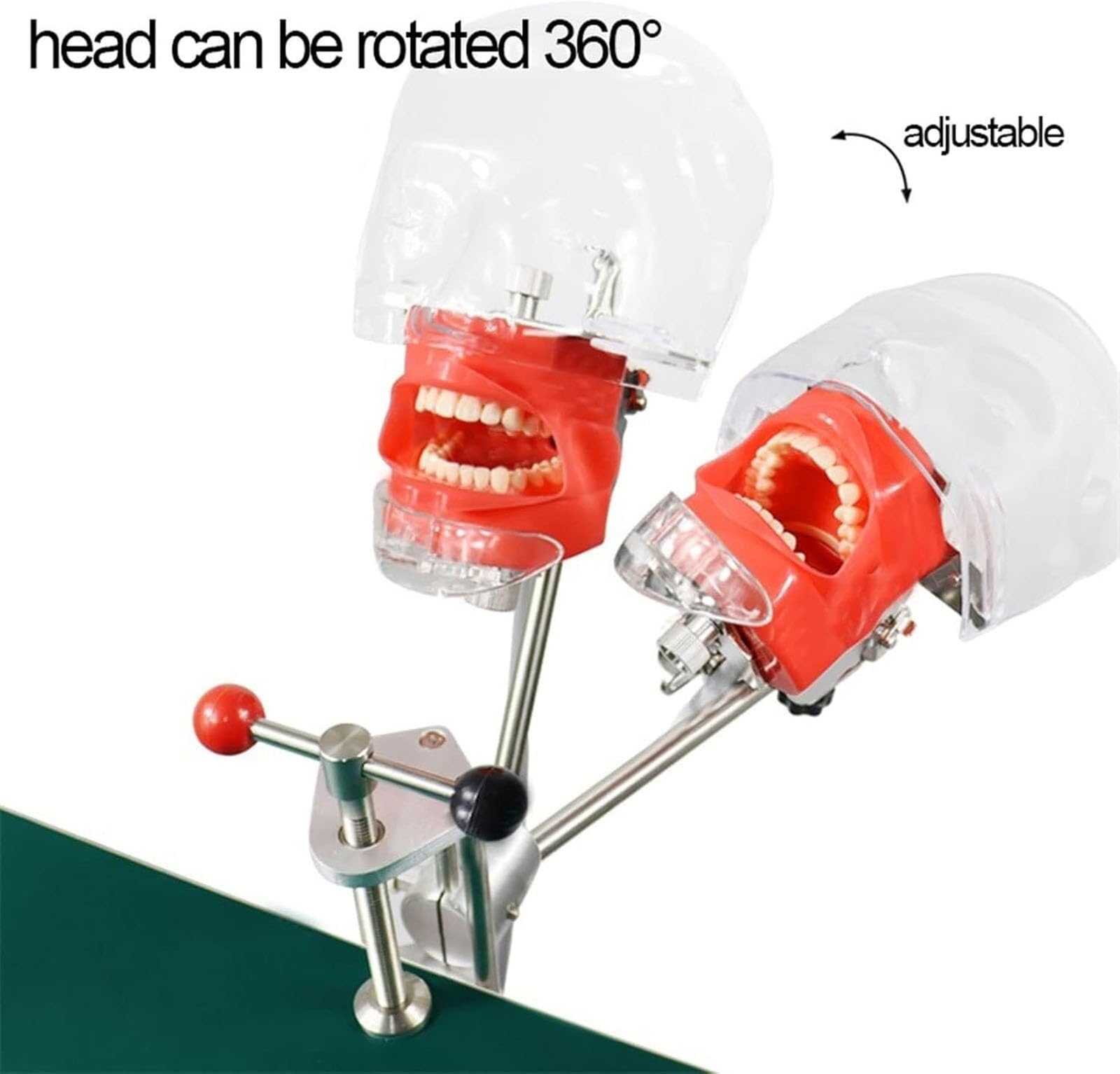 Maniquí de entrenamiento dental portátil con dientes extraíbles y modelos de cabeza: ideal para la formación, la enseñanza y las sesiones prácticas en odontología