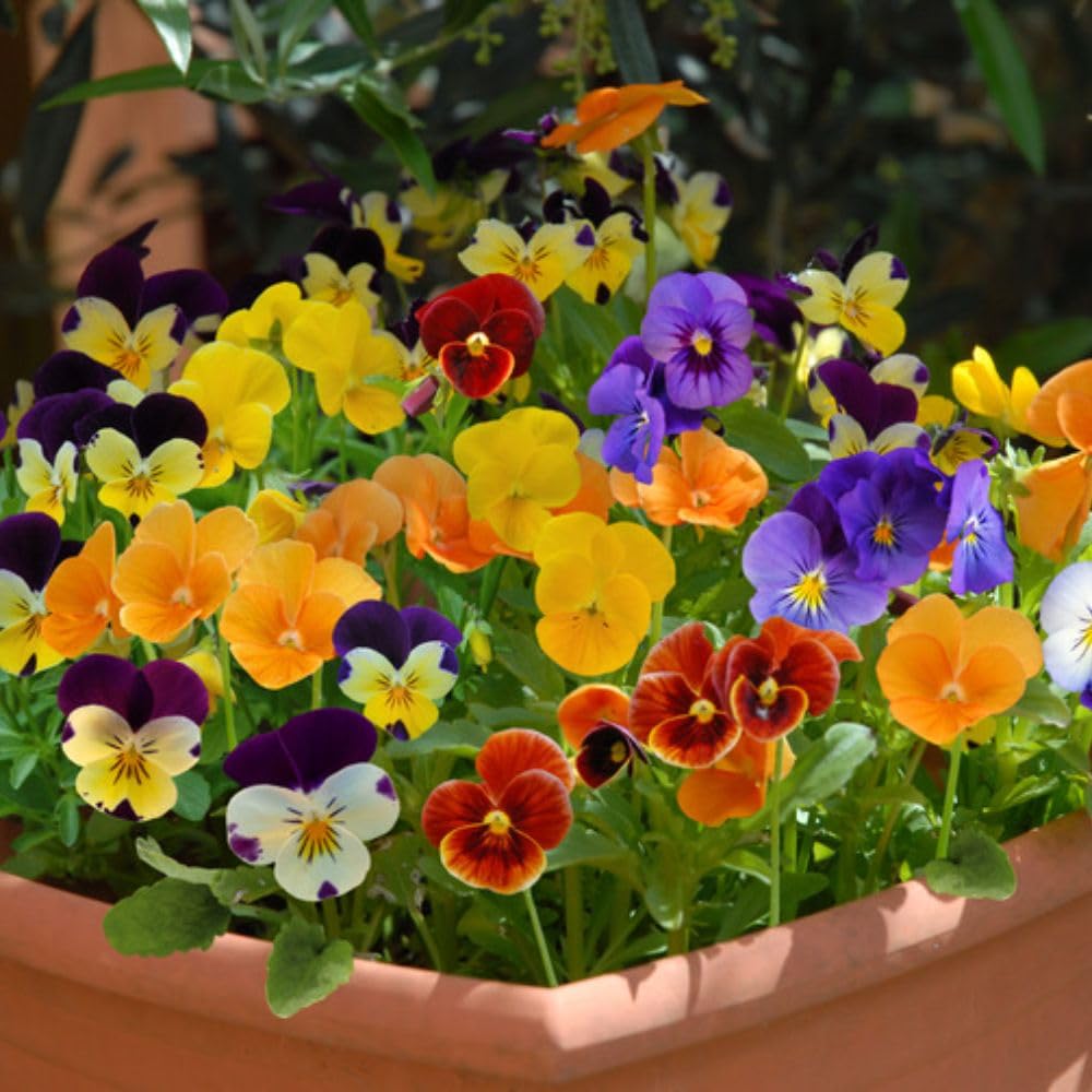 Pansy ‘Most Scented Mix’ 42 Plug Plants – Hardy Biennial – Highly Fragrant Bedding Pansies for Beds, Borders, Hanging Baskets & Containers – Long Flowering Spring Colour – by Thompson & Morgan