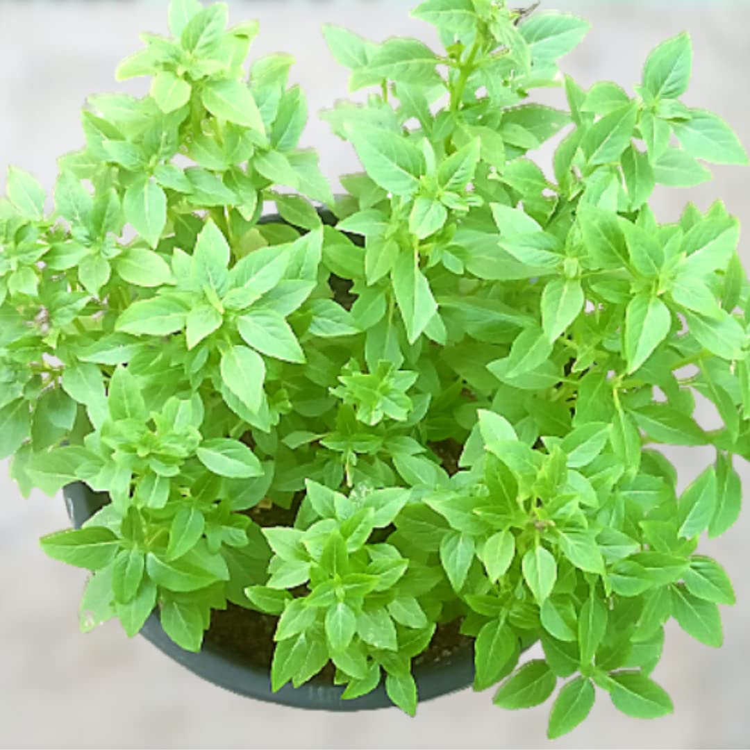 Ekaaksh - Mint Basil Herb Seeds - New Seeds with Result - Best for Pots, Terrace & Kitchen Gardening (B0B26NM36F) Amazon Price History, Amazon Price Tracker