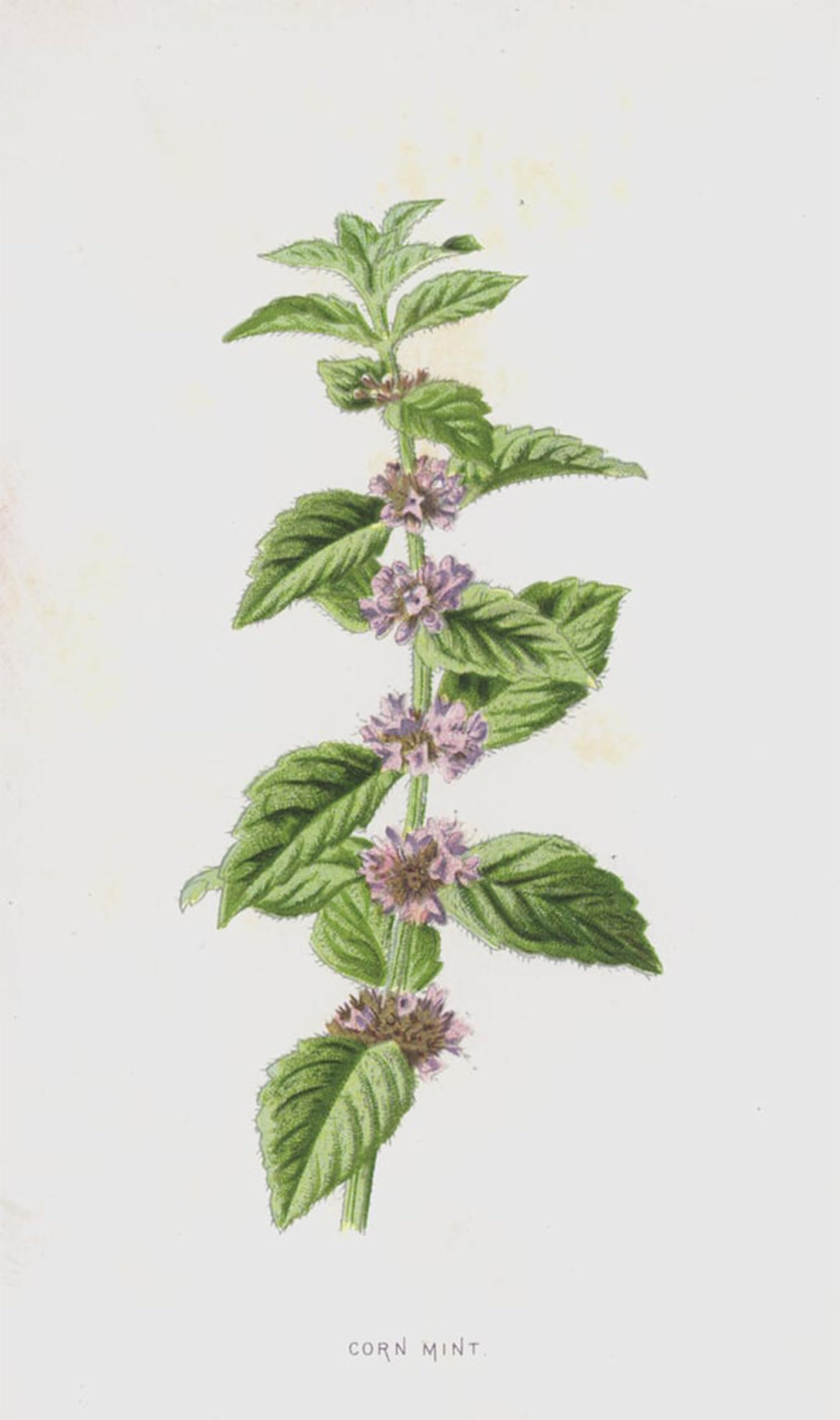 SERENDIPITP Vintage Wall Art Canvas Nordic Poster Canvas Print Picture Corn Mint by Frederick Edward Hulme Wall Art Poster for Home Decor 60x90cm