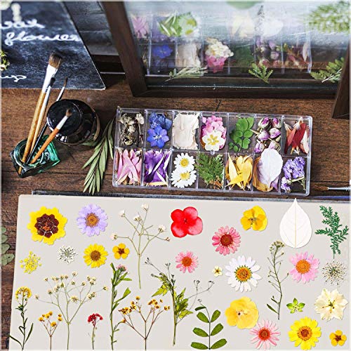 image for 100 Pcs Dried Pressed Flowers for Resin, Thrilez Real Pressed Dried Fl