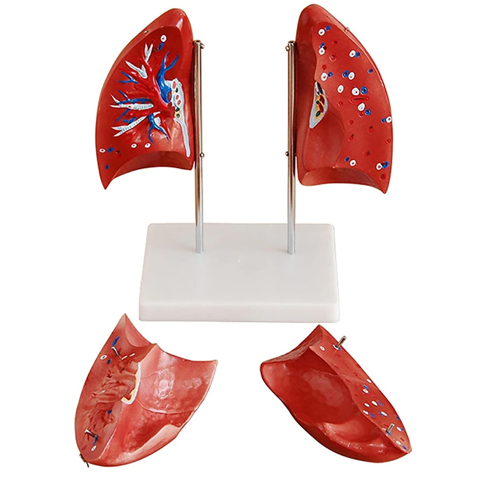 Human Lung Anatomical Model, Human Organ Lung Demonstration Model, Removable 4 Part Organ Lung Anatomical Model,Respiratory System Organs Model, Medical Anatomy Educational Teaching Tool