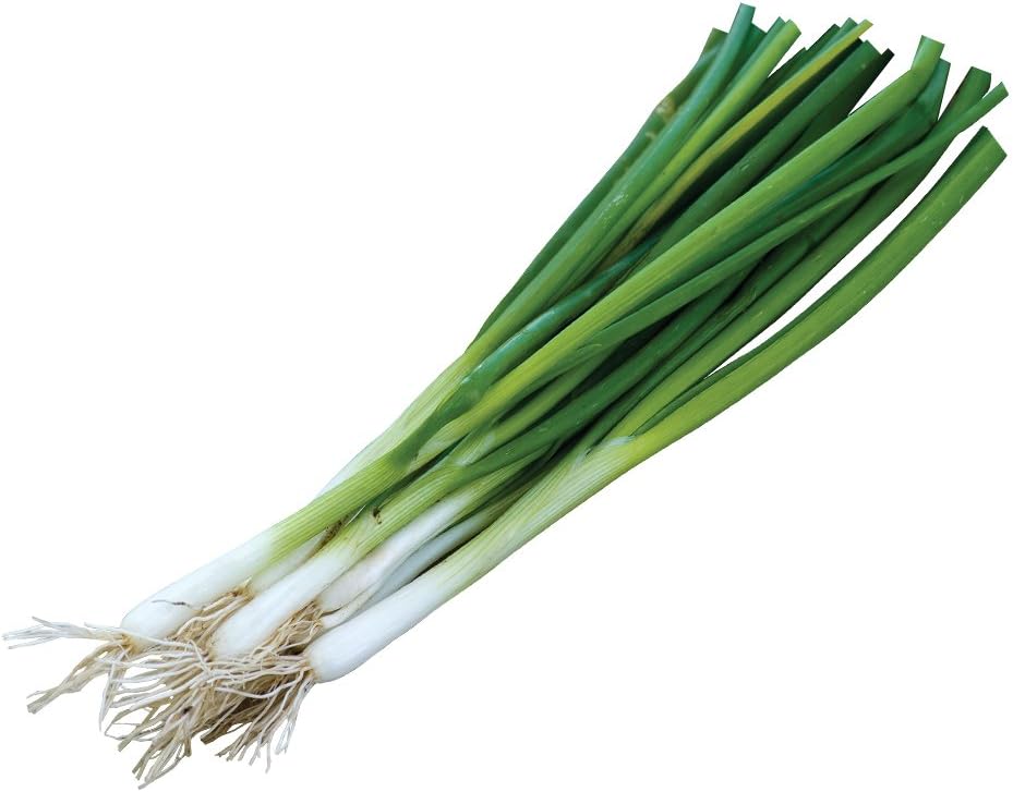 Burpee Evergreen Long White Bunching Onion Seeds 2000 seeds