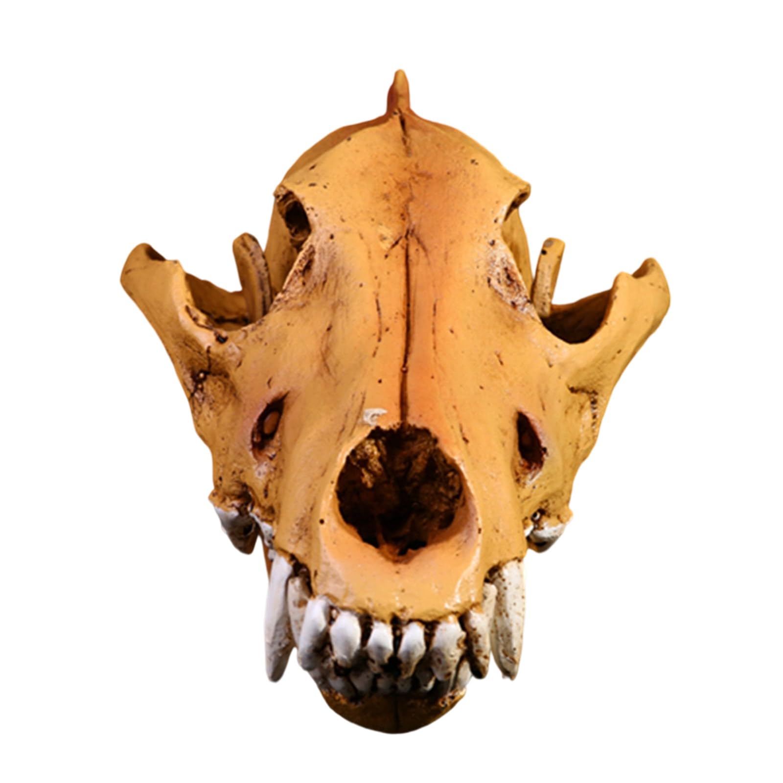 Calavera de lobo con detalles óseos realistas para manualidades