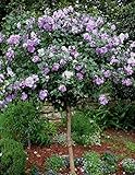 Brighter Blooms - Lavender Rose of Sharon Althea Tree, 4-5 Ft. - Vibrant Blooms on a Space-Saving Tree - No Shipping to AZ