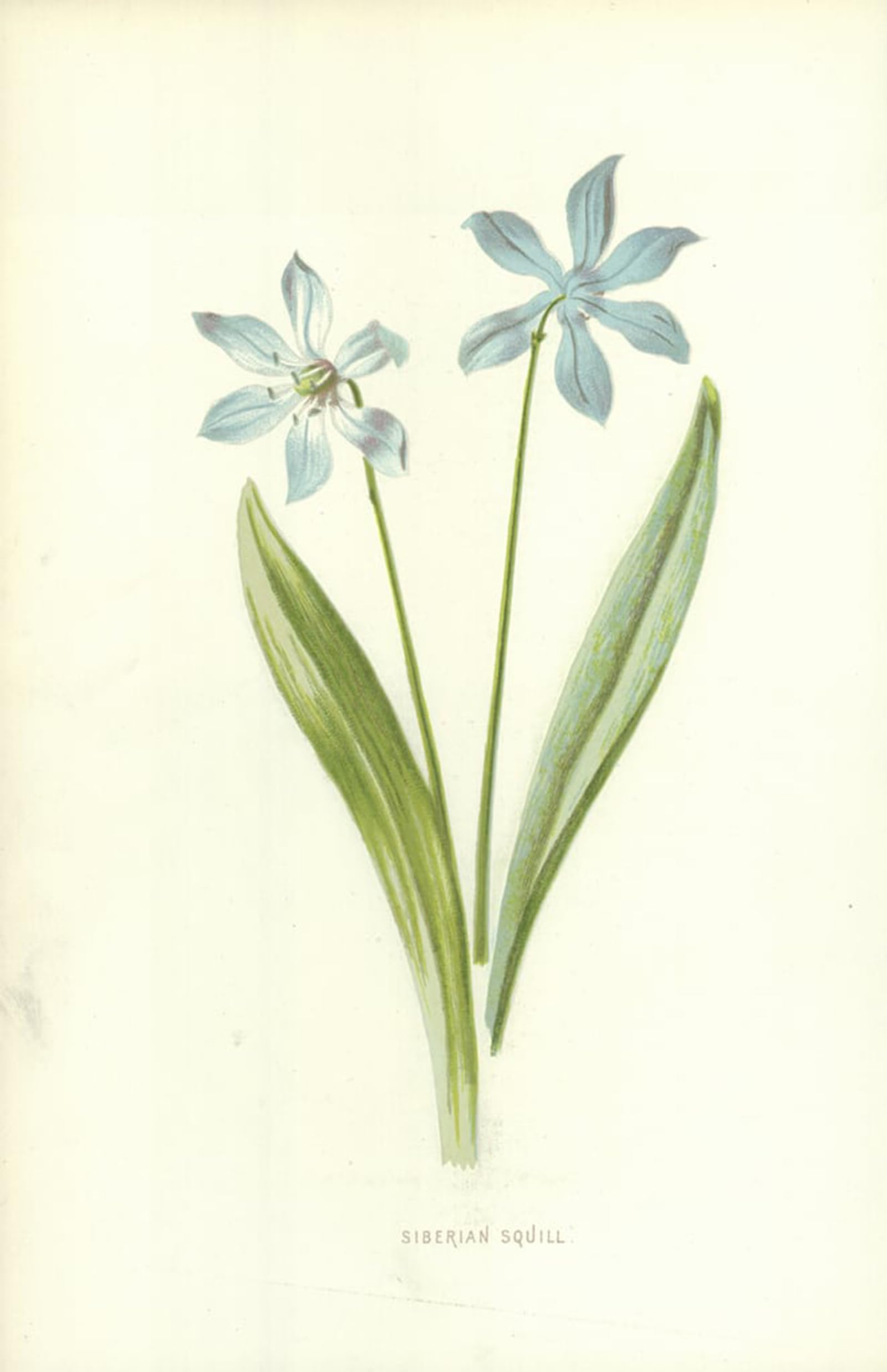 POSTERIIk Vintage Classic Picture Landscape Artwork Siberian Squill by Frederick Edward Hulme Portrait Canvas Painting for Office Home Decor 60x90cm