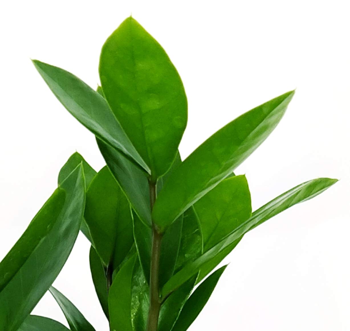 POWERS TO FLOWERS - Zamioculcas (Gemma Di Zanzibar) XXL In Vaso Ceramica Bianco - Altezza 110cm - Pianta Vera