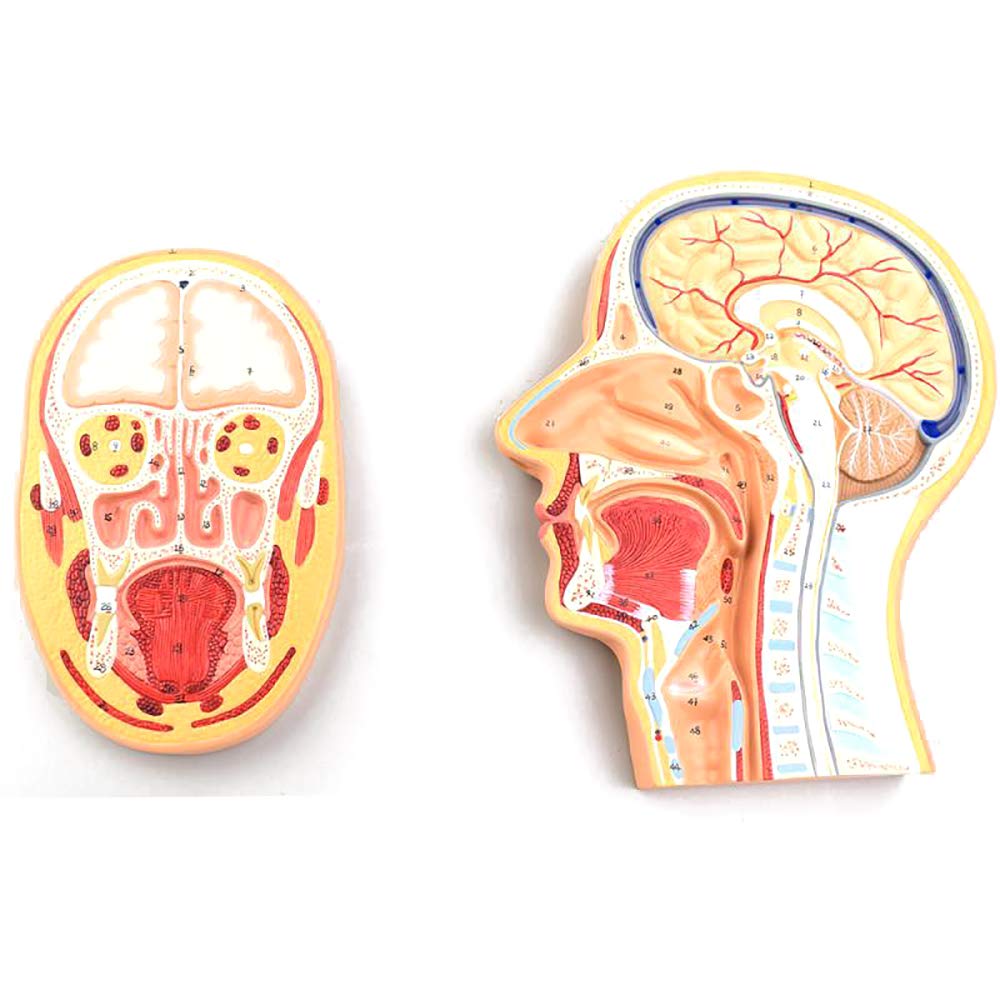 Modèle de cerveau humain et coupe de la tête pour enrichir votre cabinet de consultation