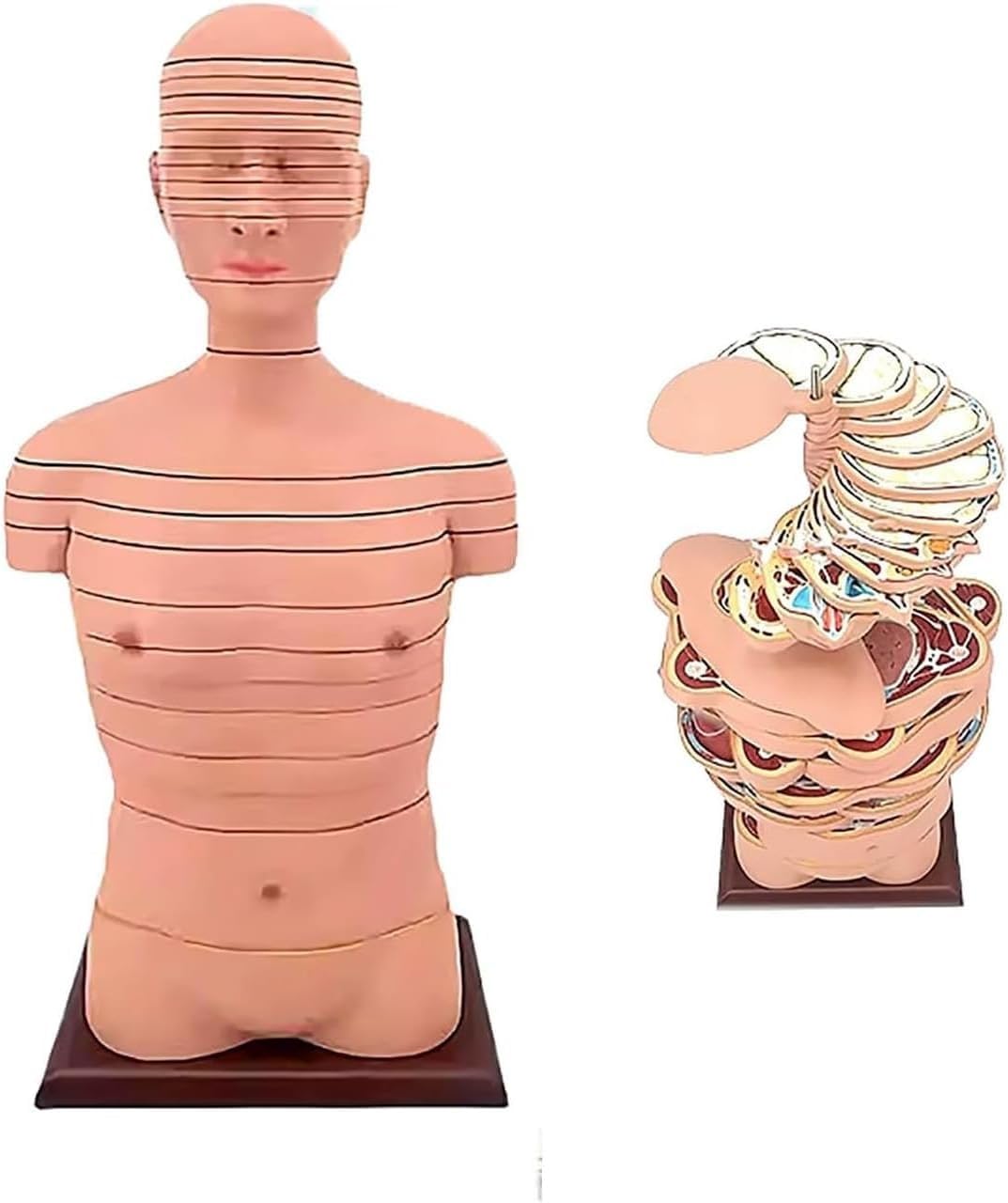 Human Torso and Brain Cross-sectional Model, 24 Pieces Imaging Teaching Anatomy Model with Digital Identification, Horizontal Section Clear Anatomy Logo Removable, CT, MRI, CROS, for Medical Study.