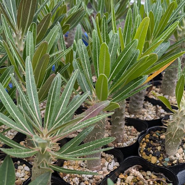 Amazon｜国産実生 パキポディウム・グラキリス 1株 Pachypodium