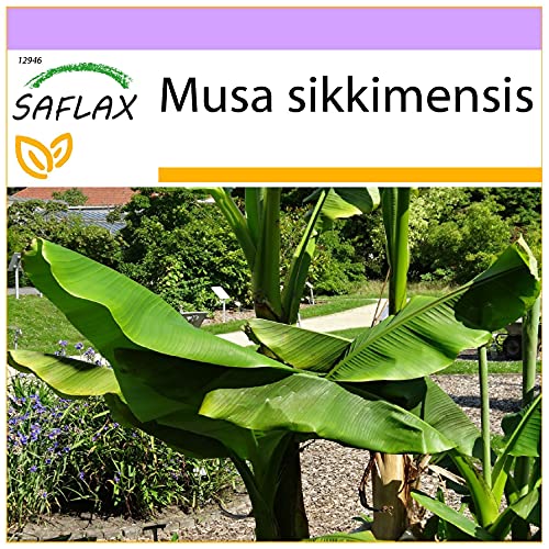 SAFLAX - Darjeeling Banana - 5 Seeds - Musa sikkimensis