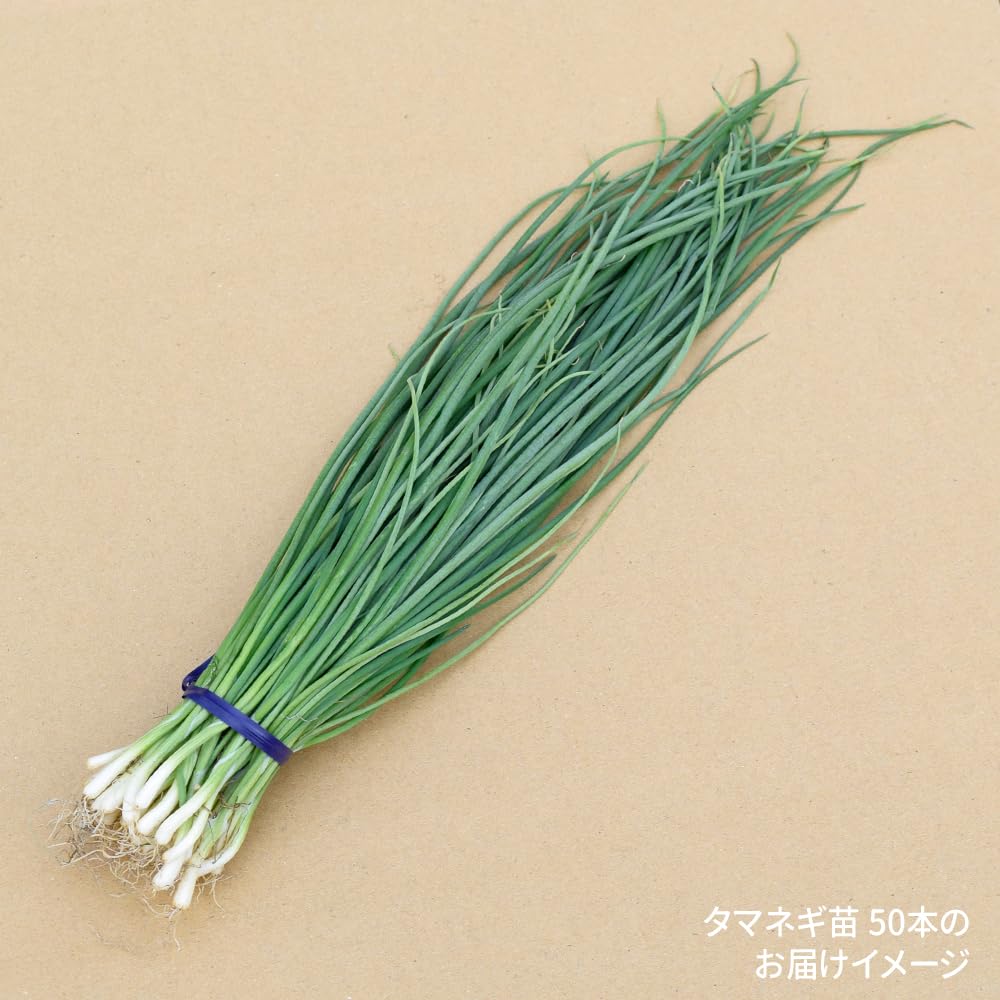 mrncsページ▼玉ねぎ苗 mrncsページ▽玉ねぎ苗 楽天市場】予約販売！10月上旬から11月中旬