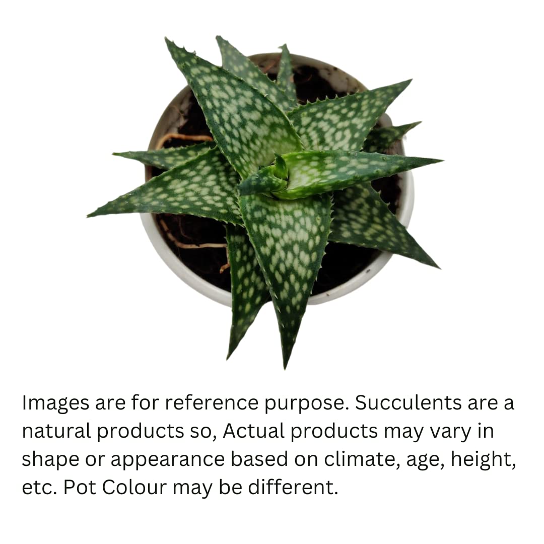 CAPPL Live Haworthia Aloe Rauhii Reynolds Plant | Succulent Indoor Plant  with Flower Pot for Home, Office, Living Room and Decor : Amazon.in: Garden  & Outdoors