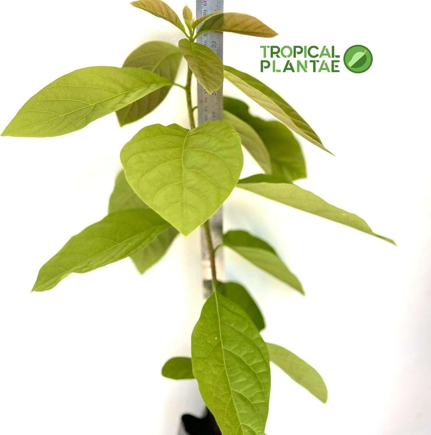 HASS Avocado Tree - Live Big Fruit Tree 12"-24" Tropical Plantae