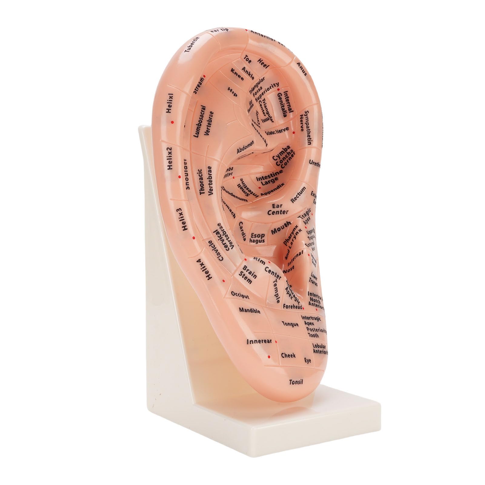 Ohr Akupunktur Modell, Anatomie Ohrpunkt Training, Lernhilfe mit sichtbaren Etiketten aus hochwertigem ABS, medizinische Ausbildung