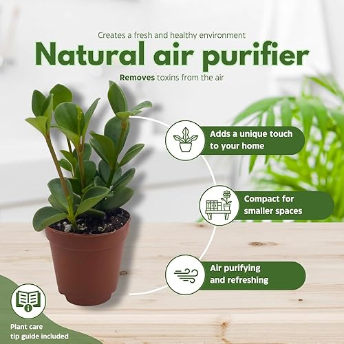 Miniatura 8 de BubbleBlooms Peperomia Hope in a 2 inch Pot Trailing Jade peperomia rotundifolia Tiny Mini Pixie Plant