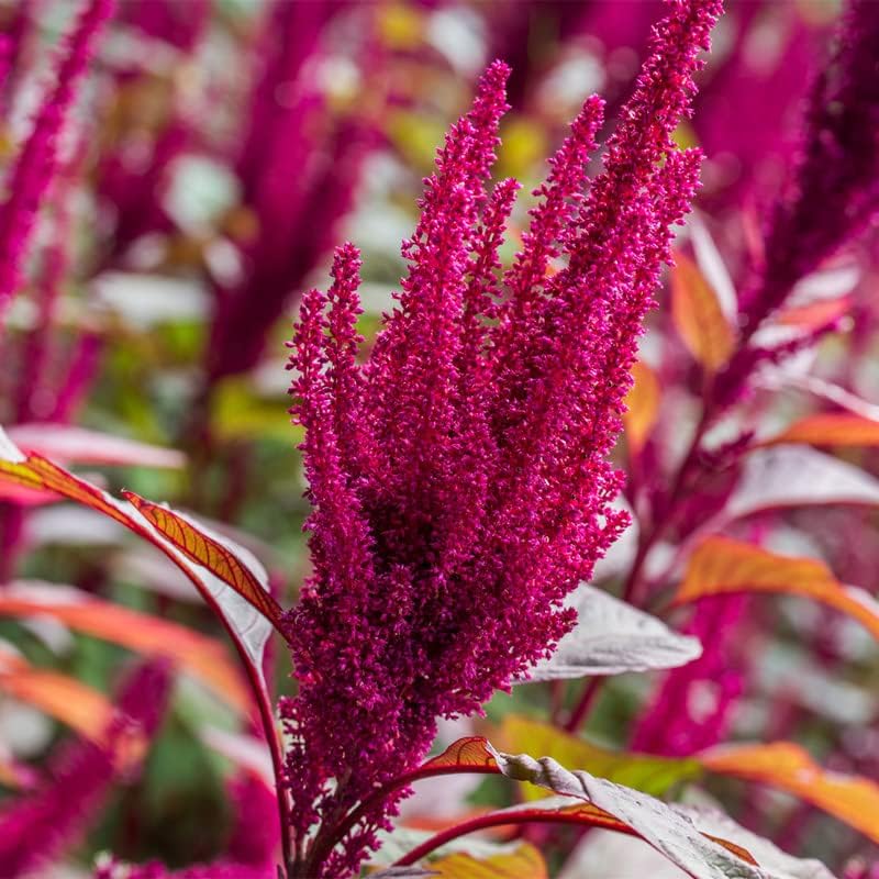 Miniatura 3 de Amaranto-Medianoche (500 Semillas)