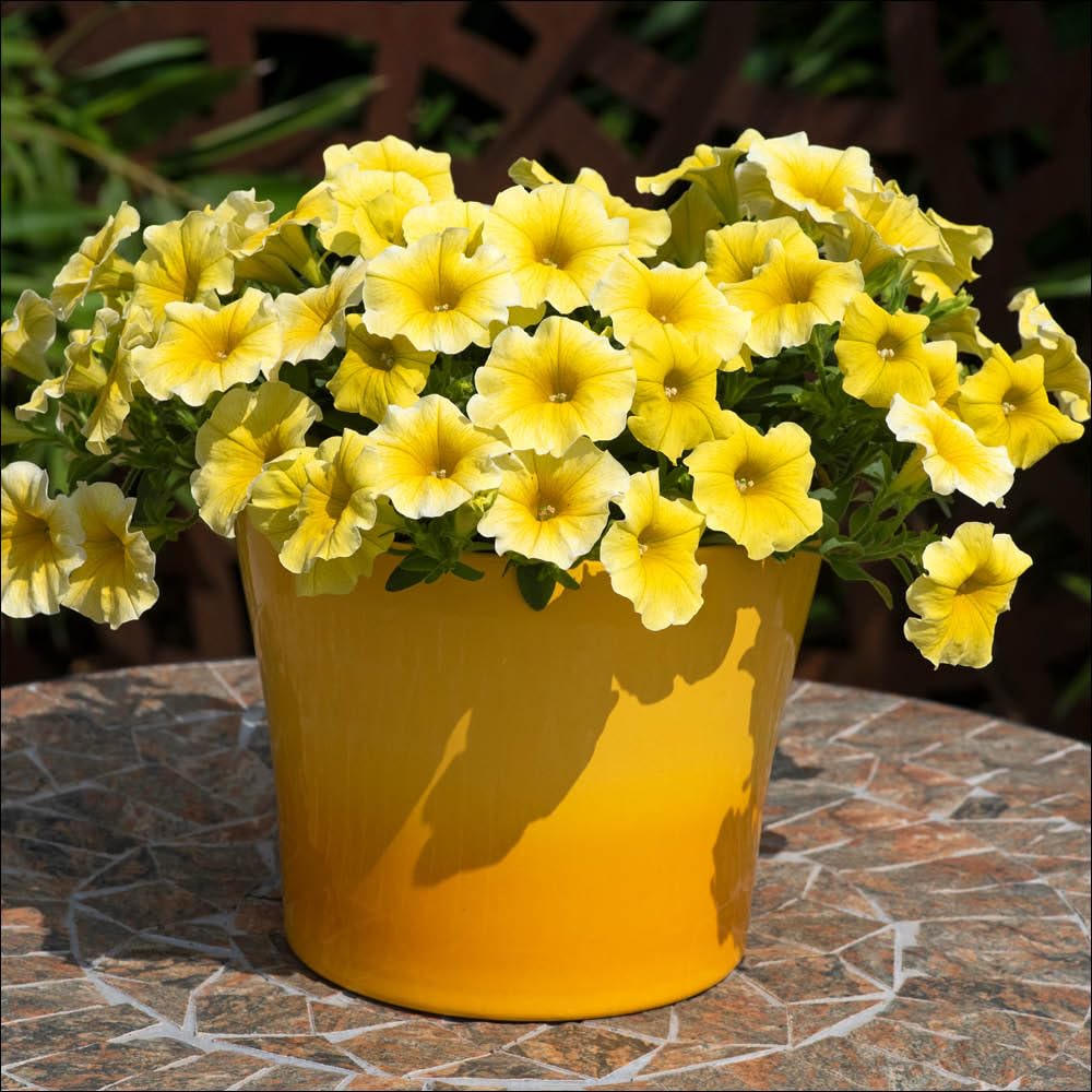 Yougarden Mixed Petunia 'Caliburst Petchoa Yellow', Set Of 10 Garden Ready Plants, Ready To Plant, Summer Flowering Plants For Pots, Beds, Hangingbaskets