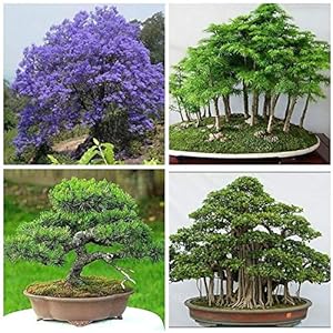 Generic Verse 10 stuks ceder Miniascape boomzaden voor planten Veelkleurig