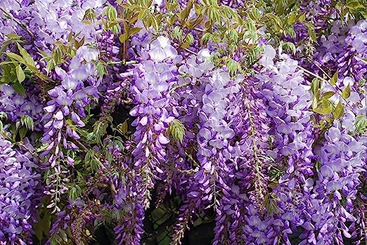 Miniatura 2 de Purple Wisteria Seeds - Vid en flor muy apreciada, Wisteria sinensis - Semillas frescas (10 semillas)