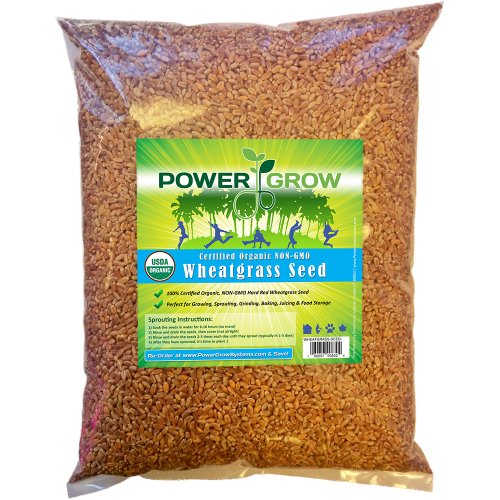 Certified Organic Non-GMO Wheatgrass Seeds - 5 Pounds Wheat Seed - Guaranteed to Grow - Thumbnail 3