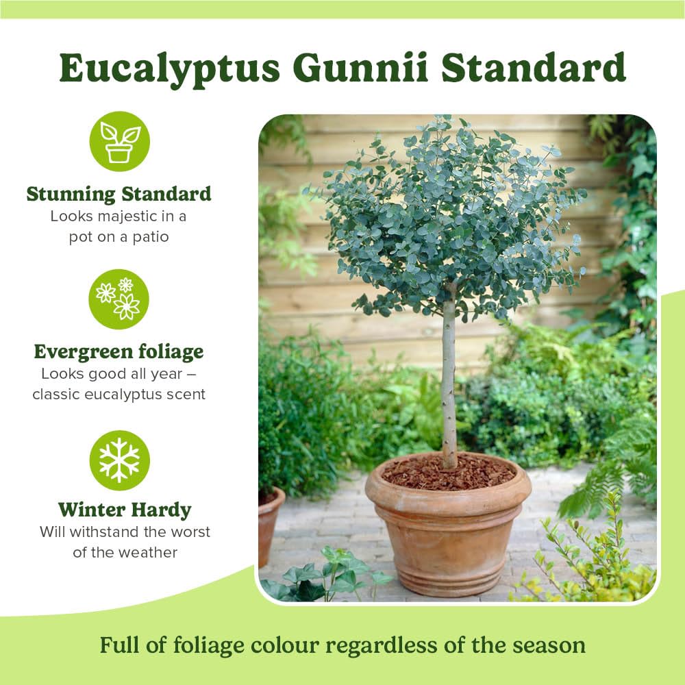 YouGarden Eucalyptus Gunnii 'Azura' 13cm Pot X2 - QVC UK