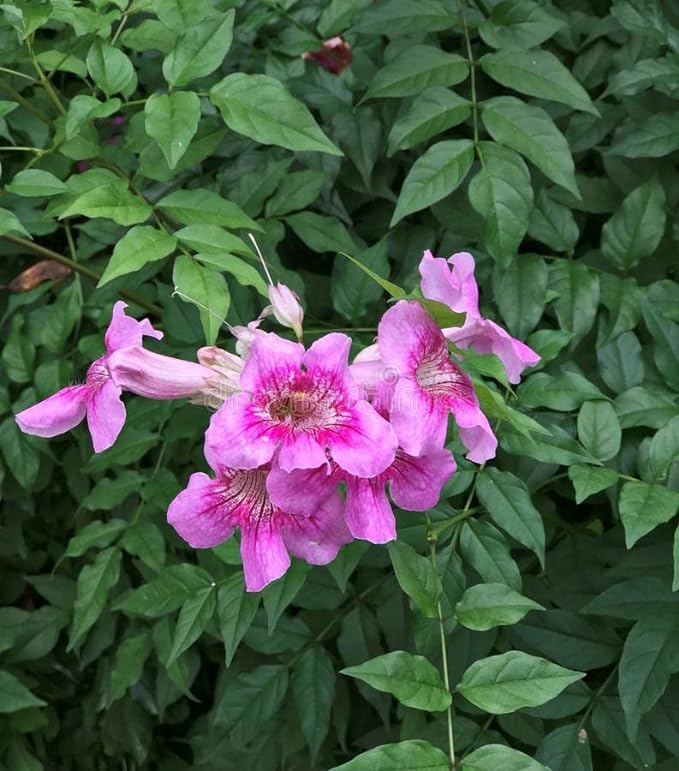 Oxygeen Purple Tecoma Tikoma Trumpet Vine Bignonia Esperanza Trumpet Vine Trumpet Creeper Campsis Radicans Woody Vine Flower Plant 1.5 ft (Without Pot) Pack of 1 Healthy Plant