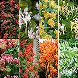 geißblatt kletterpflanze - pflanzensamen geißblatt winterhart kräutergarten dachbegrünung indoor garten stauden winterhart mehrjährig blumensamen - Seltene 500samen