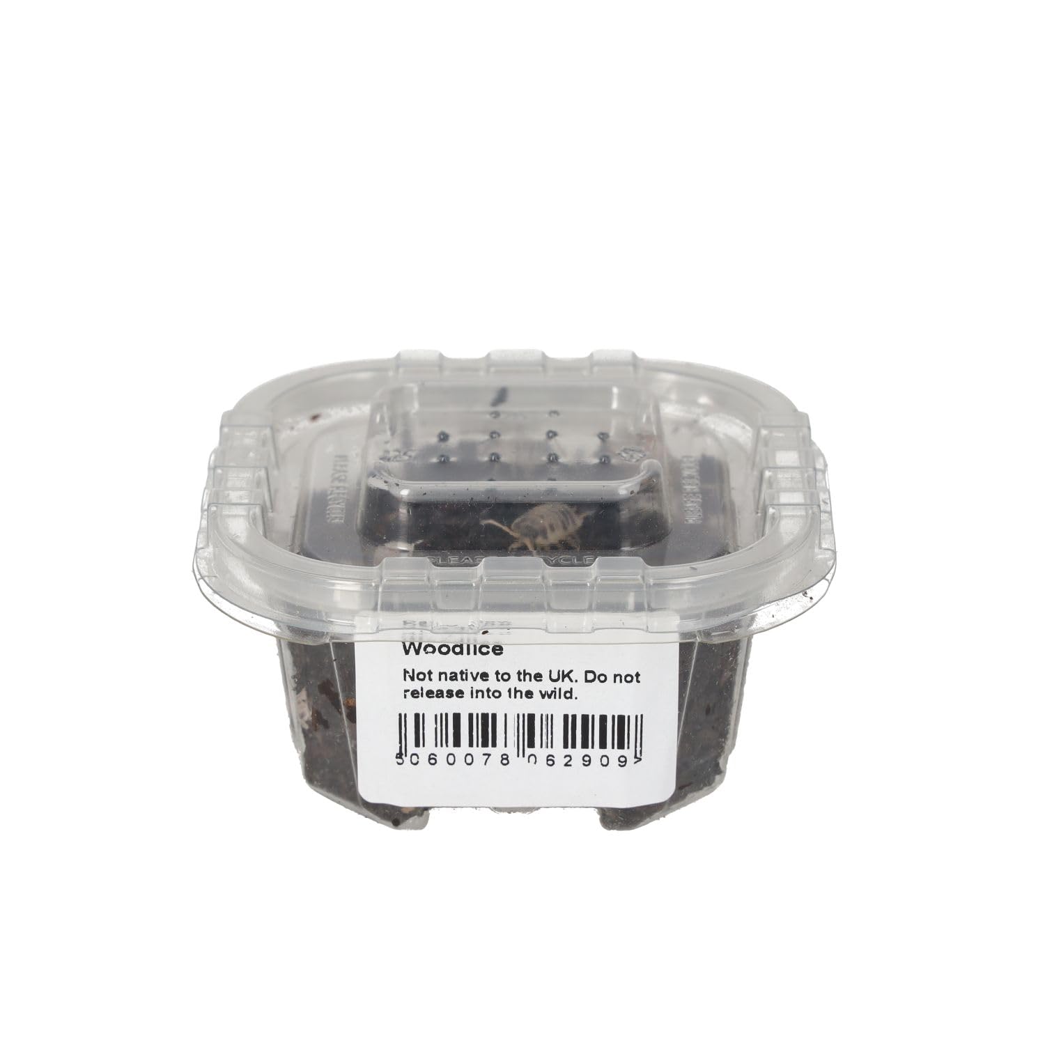 Livefoods4u Live Dairy Cow Woodlice Isopods | Livefood for Small Reptiles and Amphibians and for Bioactive Set Ups