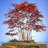  PinkdoseÂ 2018 venta caliente reliquia chino Xiangshan Ã¡rbol de arce rojo semillas de bonsÃ¡i, paquete profesional, 20 semillas/paquete, Ã¡rbol ornamental E3392