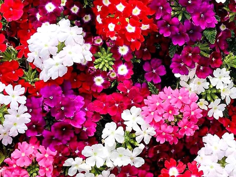 Amazon.com : Vervain Verbena Multicolor Flower Mix 70+ Non-GMO