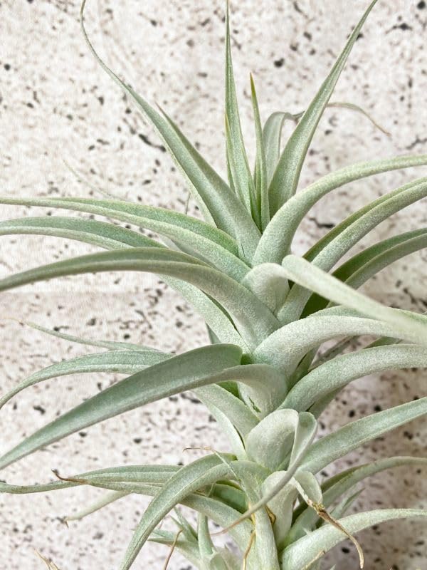 Amazon.co.jp: Frontier Plantsチランジアアルビダ T. albida エアー