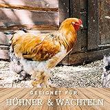 MeineHennen KÖRNER-VITAL EXZELLENT 30 kg - Premium Hühnerfutter, Geflügelfutter, eine naturbelassene Körnermischung mit Hirse, Buchweizen & Sonnenblumenkernen für Rasse- & Zwerghühner