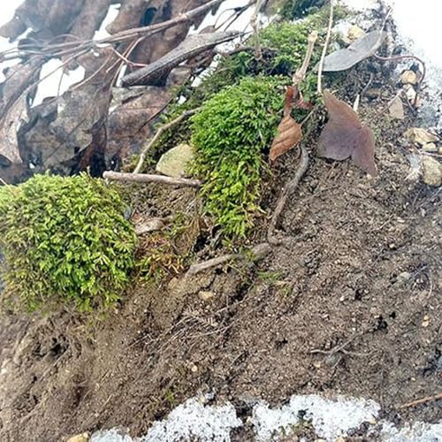 Down the Garden Path: Moss are resilient botanical survivors