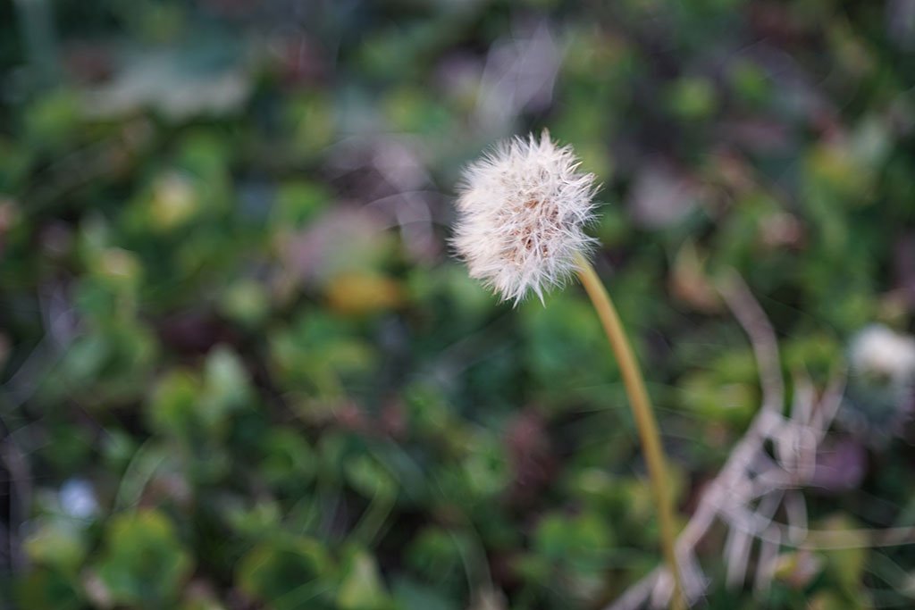 Amazon | ※オールドレンズ※ JUPITER-9 85mm/f2 ブラック M42 Amazon | ※オールドレンズ※ JUPITER-9 85mm/f2 ブラック M42