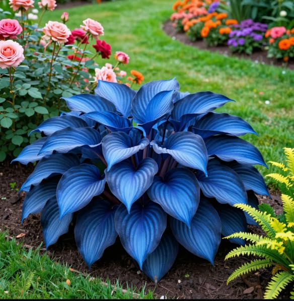 Multi-Colored Variegated Hosta, Easy to Care for, Ideal for Layered Landscaping in Gardens and Flower Borders Hardy Perennial, Excellent Display-8 Bulbs-H