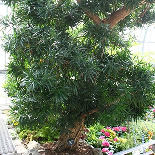 CHUXAY GARDEN Chinese Podocarpus Macrophyllus Seeds #TOP14
