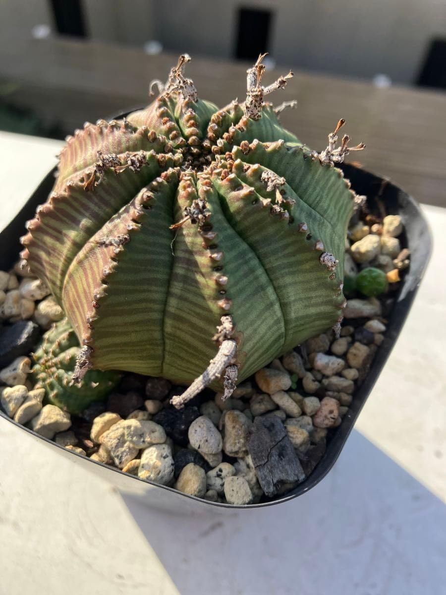 現地球 発根済み ユーフォルビア ホリダ 大株 鉢のまま コーデックス