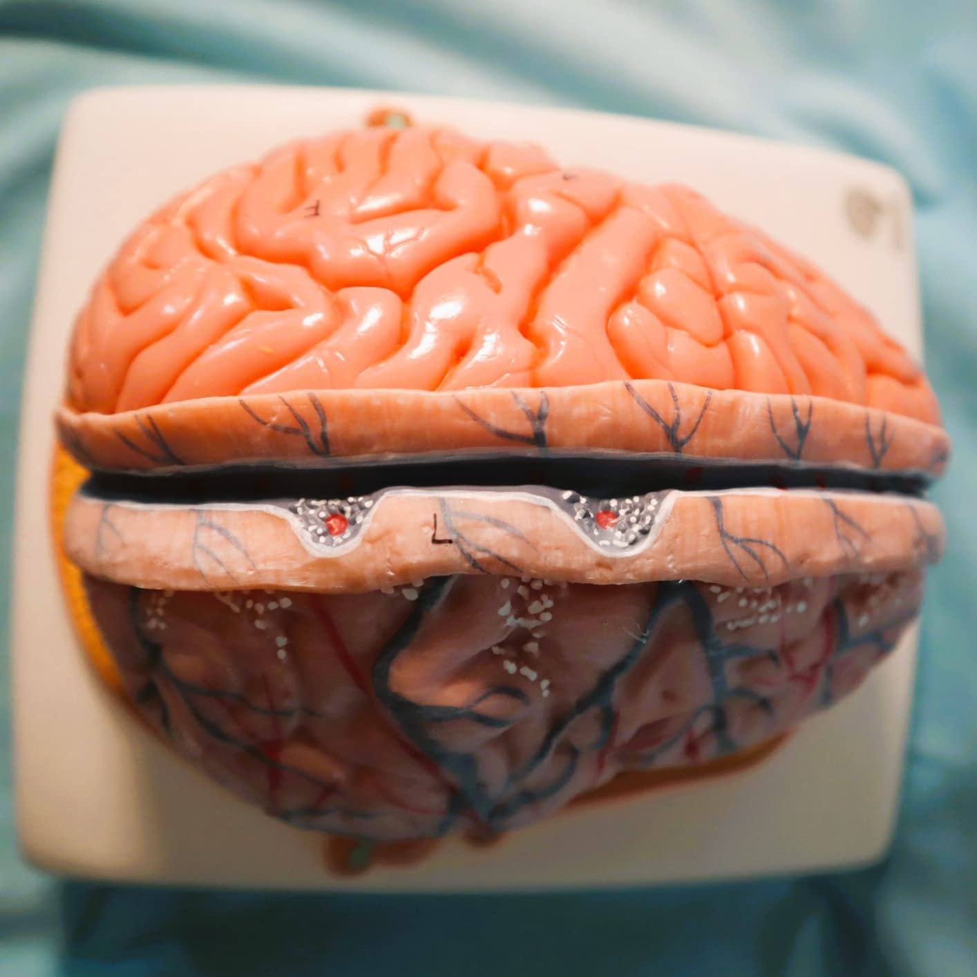 Evotech Human Brain Model w/Arteries, 7 Parts Life Size Anatomy Brain ...