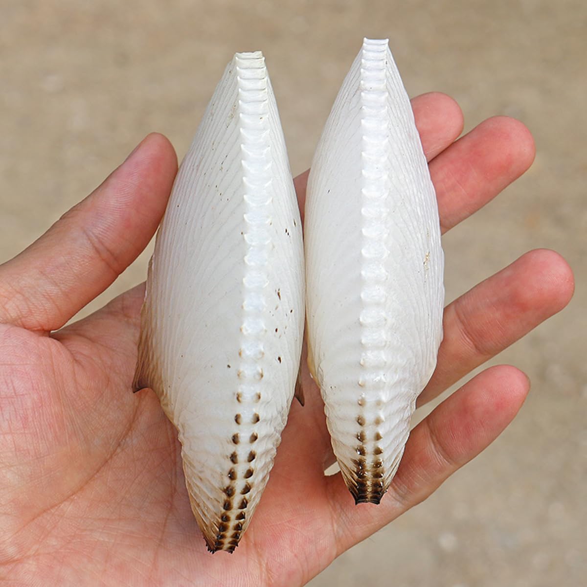 Duże muszle naturalne, 9~10 cm Ogromne muszle morskie Duże Dekoracje plażowe na wesele do akwarium