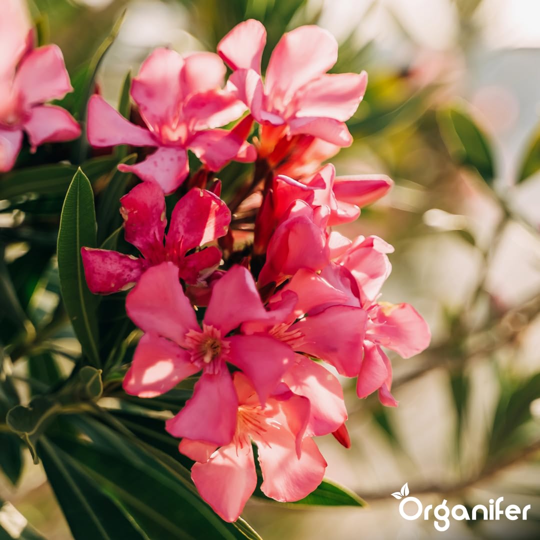 Fertilizzante liquido organico 2x1L per oleandro – radici forti e piante sane – Organifer